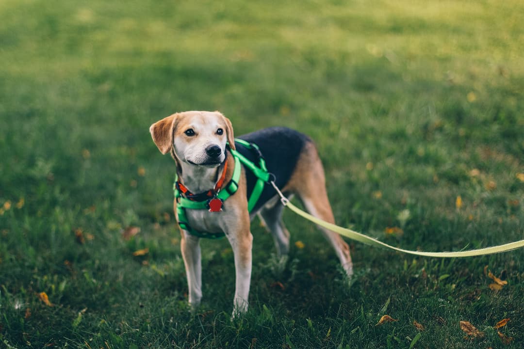 A beagle in a green harness on a loose lead, standing calmly on grass