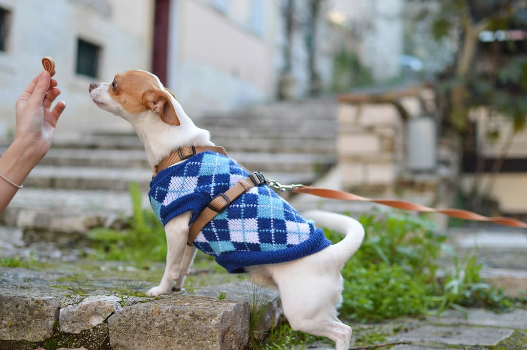 A small dog in a harness and sweater on a lead looks up at a treat held in a hand